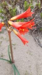 Zephyranthes phycelloides