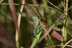 Campylacantha olivacea