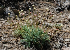 Chaenactis santolinoides