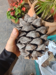 Pinus maximartinezii