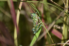 Campylacantha olivacea
