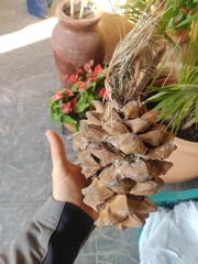 Pinus maximartinezii