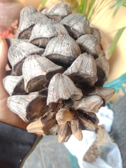 Pinus maximartinezii