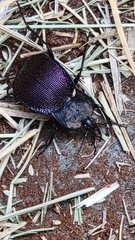 Scaphinotus elevatus