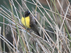 Pseudoleistes virescens