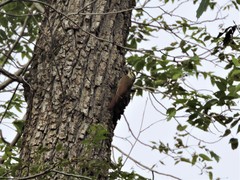 Lepidocolaptes leucogaster