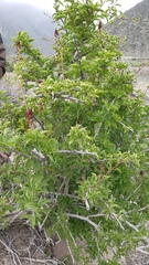 Anisomeria littoralis