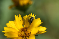 Diadasia