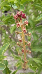 Anisomeria littoralis