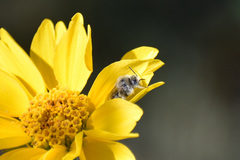 Diadasia