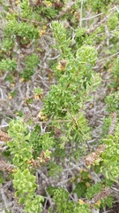 Ophryosporus triangularis