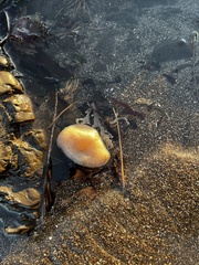 Aplidium californicum