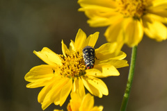 Acmaeodera disjuncta