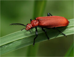 Pyrochroa serraticornis