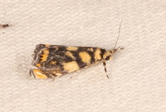 Diptychophora harlequinalis