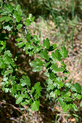 Ribes californicum