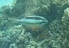 Scolopsis margaritifera