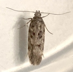 Gelechiini