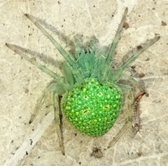 Araneus circulissparsus