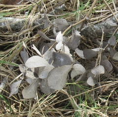 Baptisia bracteata