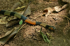 Micrurus obscurus