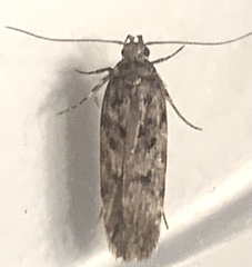 Gelechiini
