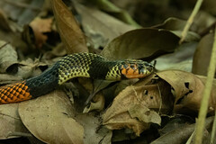 Micrurus obscurus