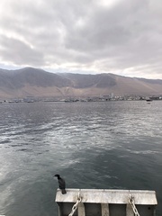 Nannopterum brasilianum