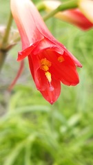 Phycella cyrtanthoides