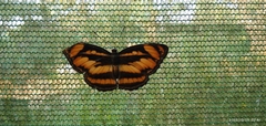 Limenitidinae