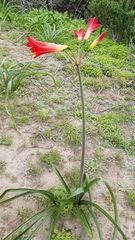 Phycella cyrtanthoides