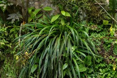 Phragmipedium pearcei