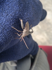 Acanthocephala femorata