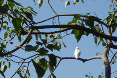 Gygis alba