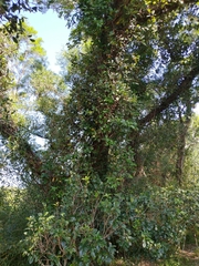 Ileostylus micranthus