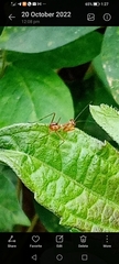 Mantodea