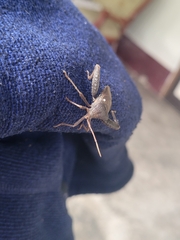 Acanthocephala femorata