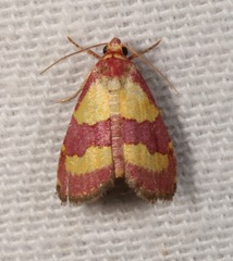 Phoenicophanta bicolor