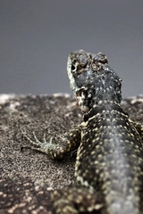 Tropidurus torquatus