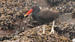 Haematopus ater