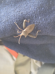 Acanthocephala femorata