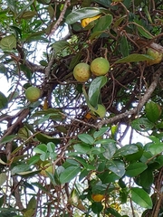 Ileostylus micranthus