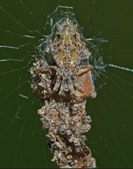 Cyclosa