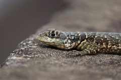 Tropidurus torquatus