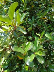 Ileostylus micranthus