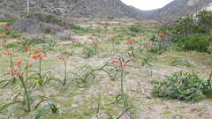 Zephyranthes phycelloides