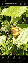 Lepidoptera