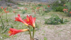 Zephyranthes phycelloides