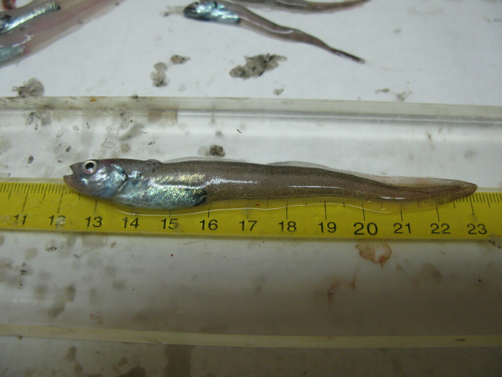 Pale eelpout (Lycodapus mandibularis) — Zoarcidae