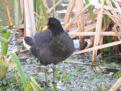 Fulica rufifrons